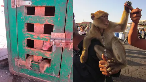 Los selfis con macacos de Berberia disgustan a los turistas de Marruecos Los selfis con macacos de Berberia disgustan a los turistas de Marruecos