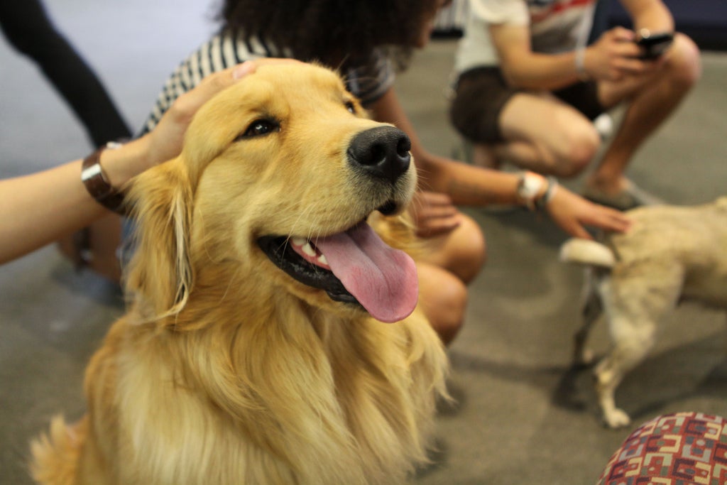 Tertulia Zona Cero: La inteligencia y los sentimientos de los animales Tertulia Zona Cero: La inteligencia y los sentimientos de los animales