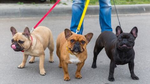 Perros paseando / Imagen de archivo