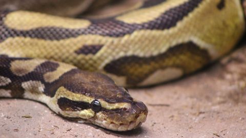Serpiente pit&oacute;n