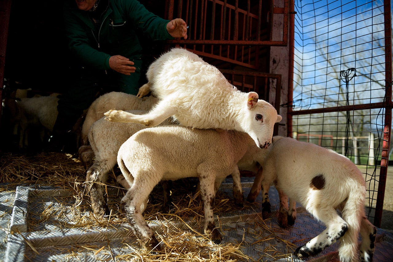 El Gobierno trabaja en una nueva ley para instaurar cámaras de vigilancia en los mataderos El Gobierno trabaja en una nueva ley para instaurar cámaras de vigilancia en los mataderos