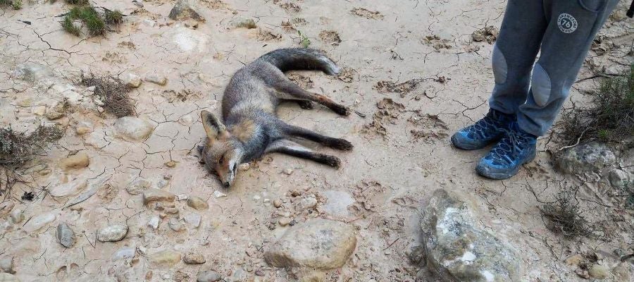 El cuerpo sin vida de la zorra que Margalló Ecologistes en Acció d'Elx sospecha que fue envenenada El cuerpo sin vida de la zorra que Margalló Ecologistes en Acció d'Elx sospecha que fue envenenada