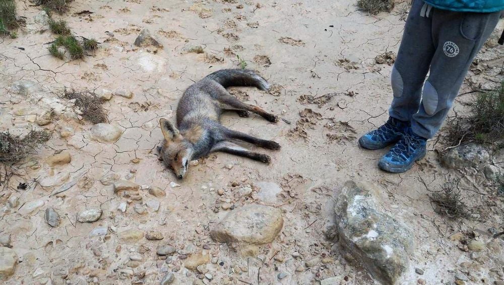 El cuerpo sin vida de la zorra que Margalló Ecologistes en Acció d'Elx sospecha que fue envenenada 