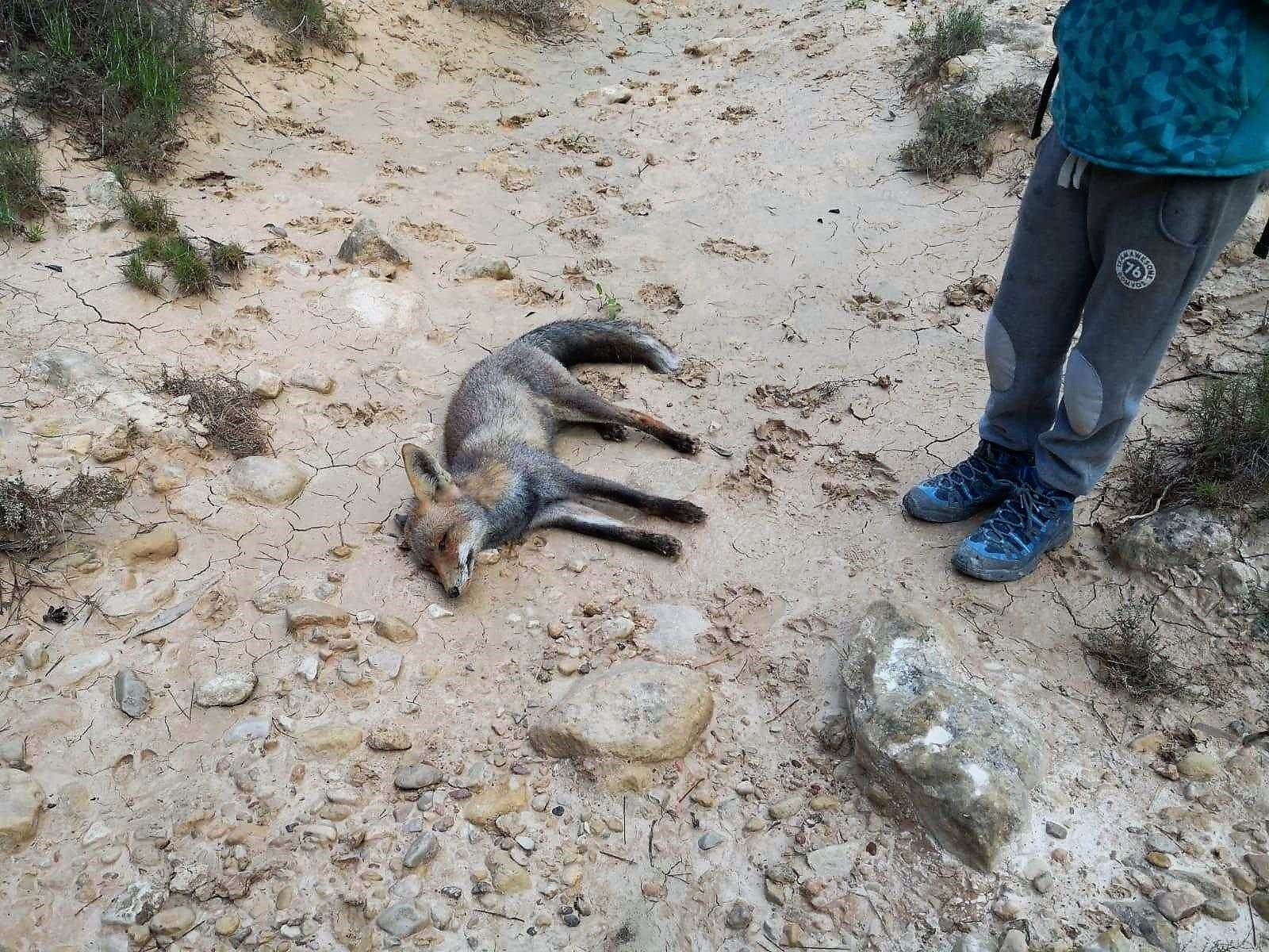 Margalló-Ecologistes en Acció pide al Seprona que investigue la muerte en el barranco de Barbasena de Elche de una zorra adulta Margalló-Ecologistes en Acció pide al Seprona que investigue la muerte en el barranco de Barbasena de Elche de una zorra adulta