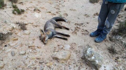El cuerpo sin vida de la zorra que Margall&oacute; Ecologistes en Acci&oacute; d'Elx sospecha que fue envenenada 