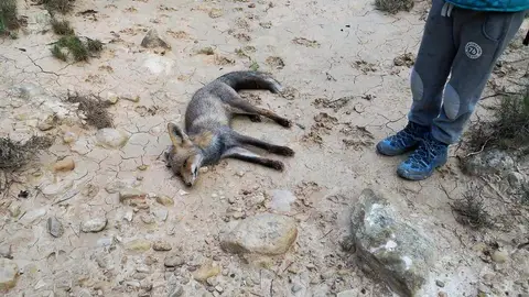 El cuerpo sin vida de la zorra que Margalló Ecologistes en Acció d'Elx sospecha que fue envenenada El cuerpo sin vida de la zorra que Margalló Ecologistes en Acció d'Elx sospecha que fue envenenada