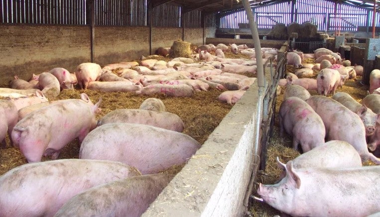 El Foro Social Segovia denuncia el peligro de las macrogranjas El Foro Social Segovia denuncia el peligro de las macrogranjas