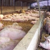 El sector del porcino, uno de los que más exporta