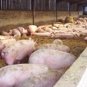El sector del porcino sigue siendo el más fuerte en Aragón El sector del porcino sigue siendo el más fuerte en Aragón