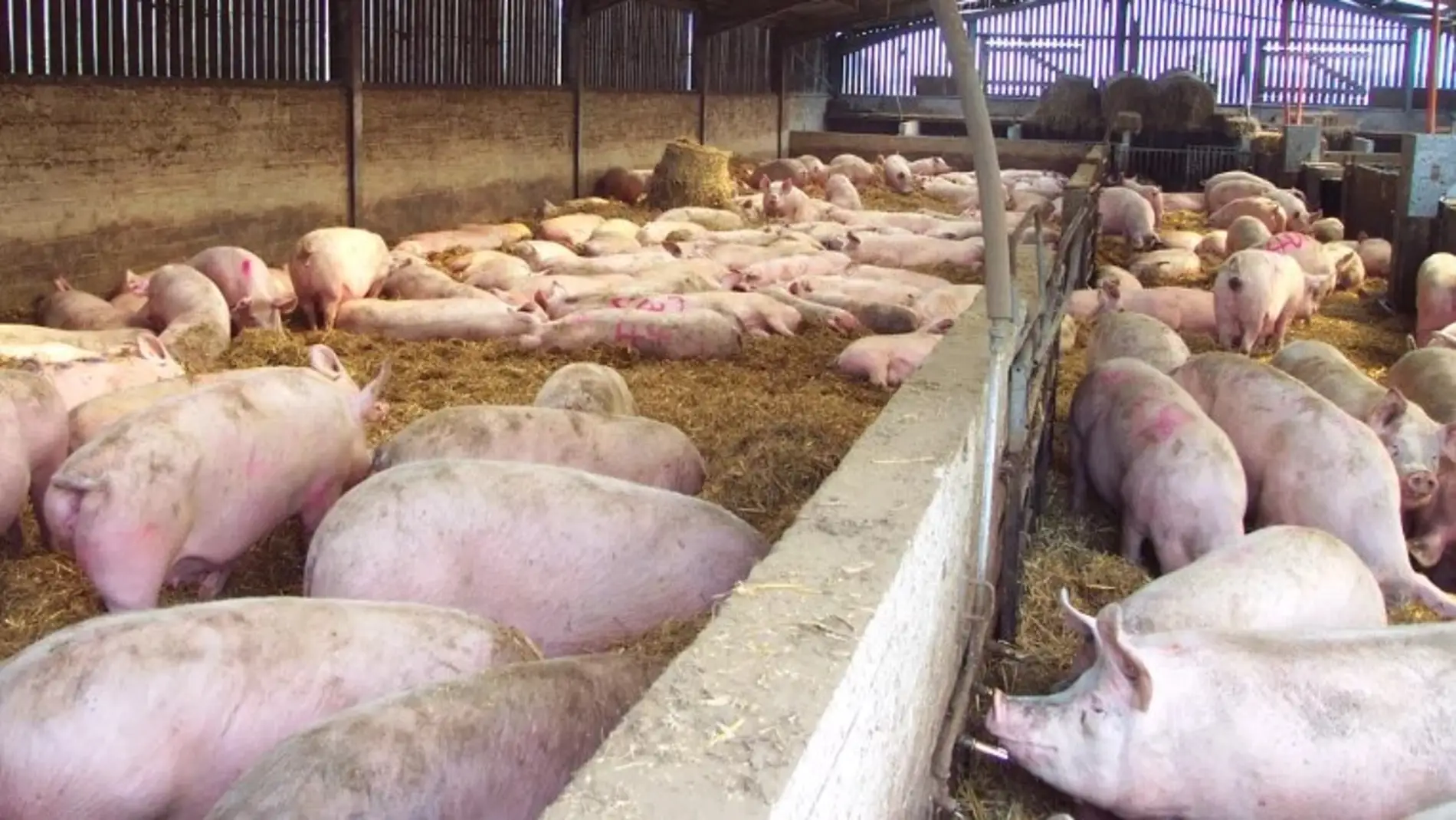 El sector del porcino sigue siendo el más fuerte en Aragón