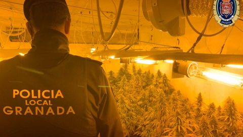 Desmantelado cultivo de marihuana en zona norte 