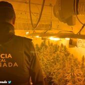 Policía local de Granada incauta marihuana 