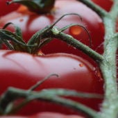 Aroma del tomate para proteger cultivos frente a patogenos y sequias