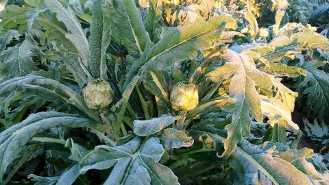 Alcalchofas afectadas por las heladas de la pasada madrugada en Elche