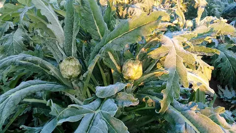 Alcalchofas afectadas por las heladas de la pasada madrugada en Elche Alcalchofas afectadas por las heladas de la pasada madrugada en Elche