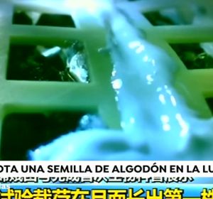 Brota una semilla de algodón en la luna Brota una semilla de algodón en la luna