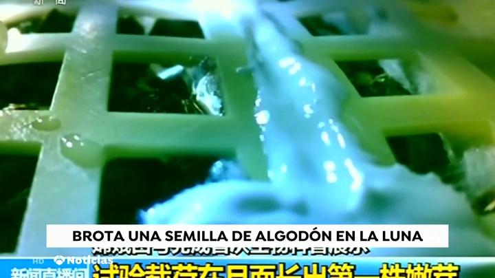 China consigue que una semilla de algodón brote en la Luna por primera vez China consigue que una semilla de algodón brote en la Luna por primera vez
