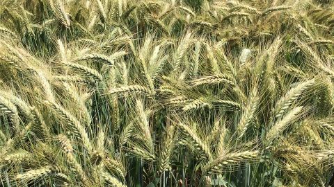 Las variedades locales de trigo suponen un reservorio de variabilidad gen&eacute;tica natural.
