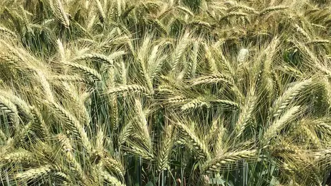 Las variedades locales de trigo suponen un reservorio de variabilidad genética natural. Las variedades locales de trigo suponen un reservorio de variabilidad genética natural.