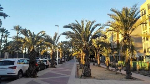 Elche