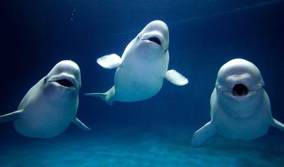 Divulga que algo queda: El canto polifónico de las ballenas Divulga que algo queda: El canto polifónico de las ballenas