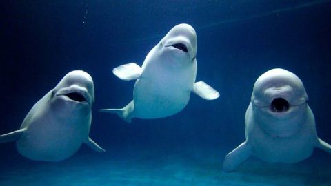ballenas beluga