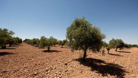 olivos cuenca