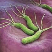 Helicobacter Pylori
