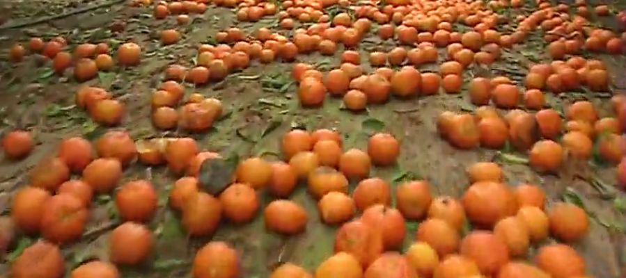 Toneladas de naranjas se quedan sin recoger por la competencia sudafricana. Toneladas de naranjas se quedan sin recoger por la competencia sudafricana.