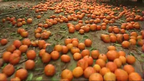 Toneladas de naranjas se quedan sin recoger por la competencia sudafricana