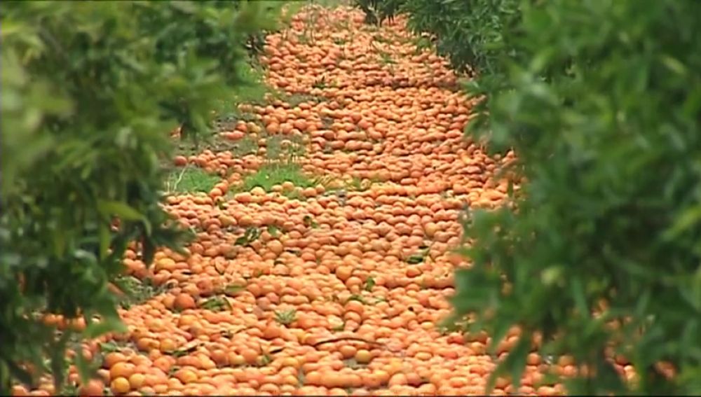 Toneladas de naranjas se quedan sin recoger por la competencia sudafricana.