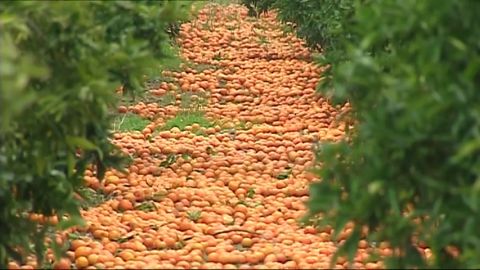 Toneladas de naranjas se quedan sin recoger por la competencia sudafricana