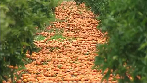 Toneladas de naranjas se quedan sin recoger por la competencia sudafricana. Toneladas de naranjas se quedan sin recoger por la competencia sudafricana