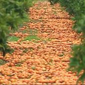 Toneladas de naranjas se quedan sin recoger por la competencia sudafricana.