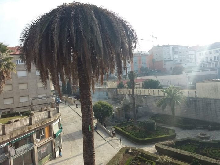 O Concello está a combater a praga do 'picudo vermello' O Concello está a combater a praga do 'picudo vermello'