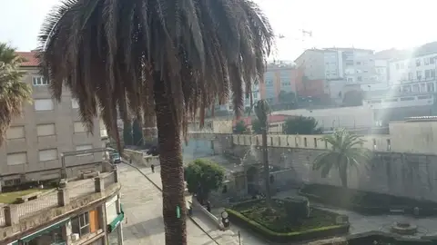 Palmeras afectadas Palmeras afectadas