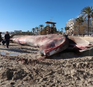 Ballena varada en Cala Millor Ballena varada en Cala Millor