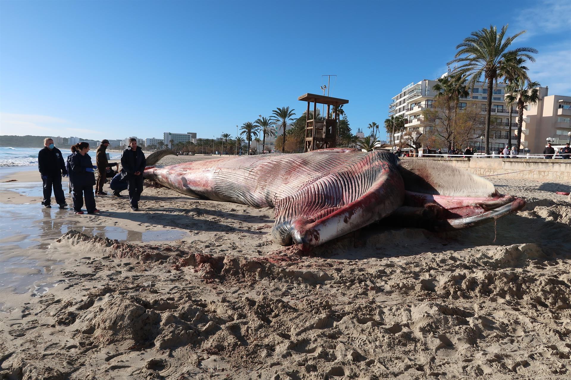 La ballena varada en Cala Millor quedará totalmente retirada hoy al mediodía La ballena varada en Cala Millor quedará totalmente retirada hoy al mediodía