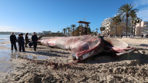 Ballena varada en Cala Millor