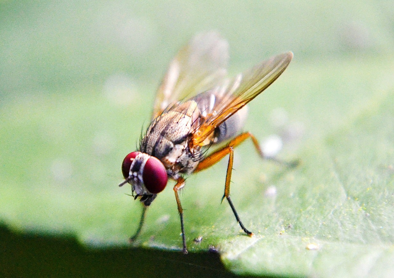 Ciencia en La Brújula: ¿Cómo funcionan los ojos de los insectos? episode artwork