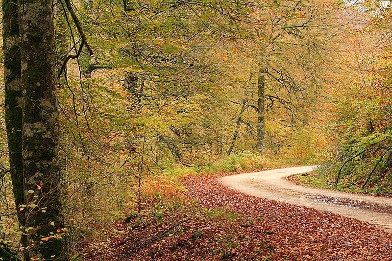 Vol. 232 "Caminar" Vol. 232 "Caminar"