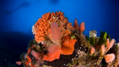 Una de las especies protegidas en Cabrera