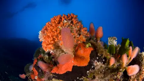 Una de las especies protegidas en Cabrera Una de las especies protegidas en Cabrera