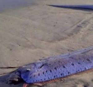 Temen la llegada de un tsunami o terremoto a Japón tras la aparición de tres peces remo en una playa Temen la llegada de un tsunami o terremoto a Japón tras la aparición de tres peces remo en una playa