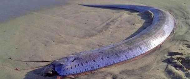 Alarma en Japón por la aparición de dos peces en las costas que avisan de desastres naturales Alarma en Japón por la aparición de dos peces en las costas que avisan de desastres naturales