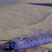 Temen la llegada de un tsunami o terremoto a Japón tras la aparición de tres peces remo en una playa