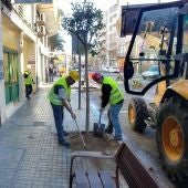 Dos operarios plantan un árbol en una calle de Elche