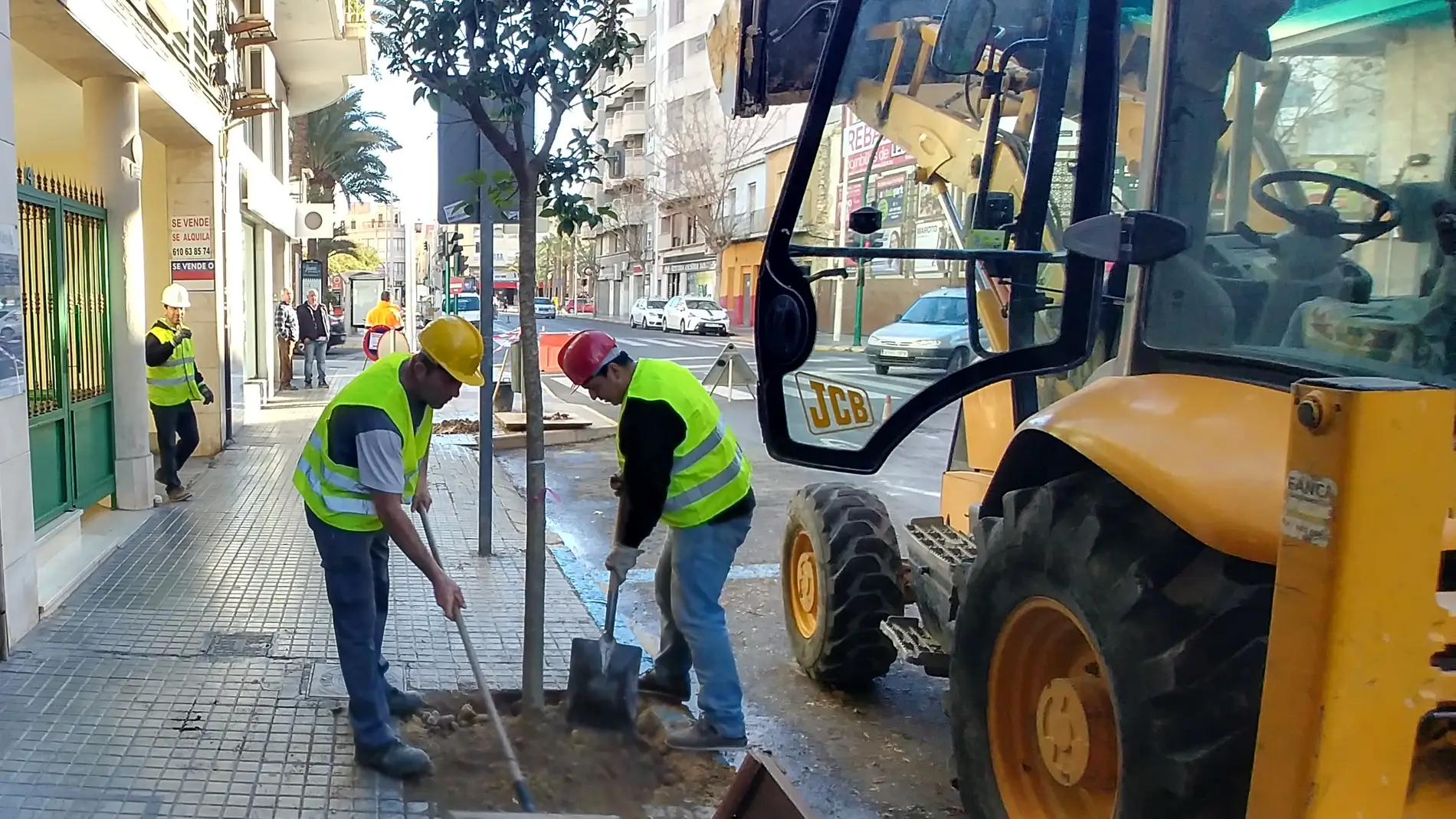Dos operarios plantan un árbol en una calle de Elche