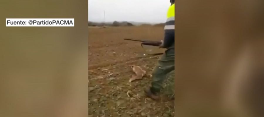 Imagen de un cazador que agrede brutalmente a un zorro Imagen de un cazador que agrede brutalmente a un zorro