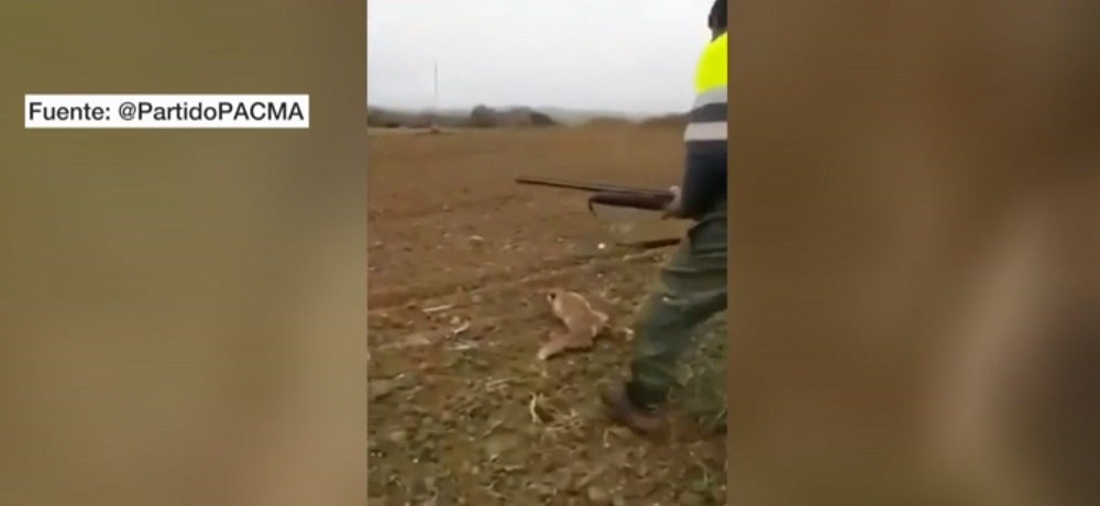 Archivan la causa contra el cazador que maltrató a un zorro hasta matarlo Archivan la causa contra el cazador que maltrató a un zorro hasta matarlo